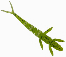 Силикон Fishup Flit 2,0" 055 - Chartreuse/Black (9шт/уп)