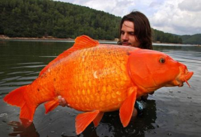 Orange Carp: находка для практичных карпятников!