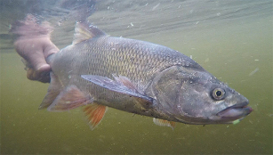 Блесны Daiwa Chinook: совершенство жереховой рыбалки