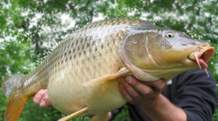 Практичный карпфишинг: выбирай леску в полном каталоге Carp Expert!