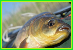 Кращі прикормки для осені в каталозі Carp Zoom і Traper!