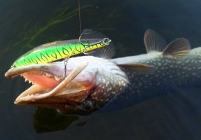 Инквизитор и Монтера - ключ к осенним успехам спиннингиста от Strike Pro