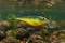 Воблер Rapala Shallow Shad Rap 70F 7,0г - HS (Hot Steel)