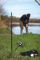 Маркерные колышки Cygnet Distance Stick XL