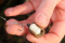Паста Dynamite Baits Marine Halibut Paste (DY178)