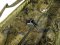 Сумка для зважування Fox Carpmaster STR Weigh Sling (CCC053)